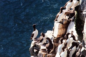 Murre, Thick-billedl, Cape St Mary's NFLD, 6-1994 B03P24I02